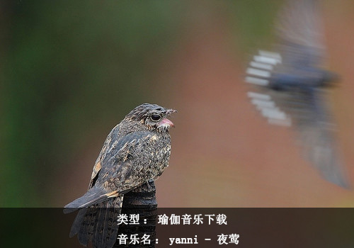 瑜伽音樂下載：Yanni - 夜鶯