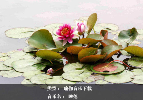 瑜伽音樂(lè)下載：睡蓮