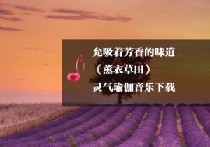 《瑜伽音樂下載》薰衣草田