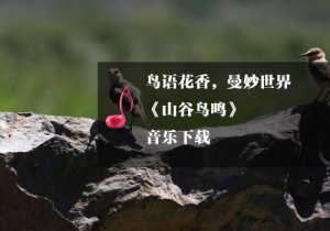 《瑜伽音樂下載》山谷鳥鳴